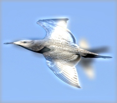 Low-Pass Filtered Image